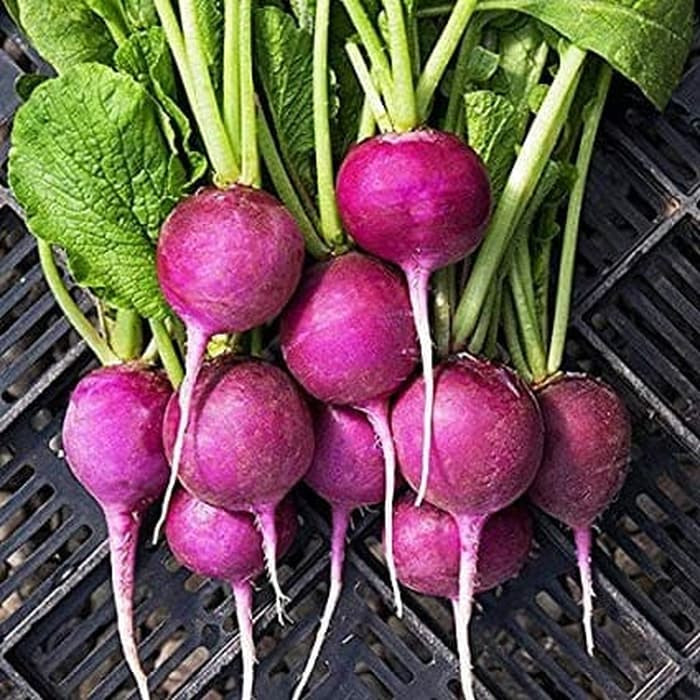 Haira Seed Bibit-Biji Radish Purple Plum