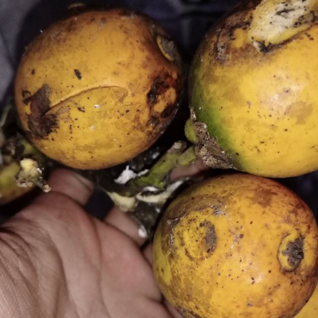 

BUAH PINANG ASLI..