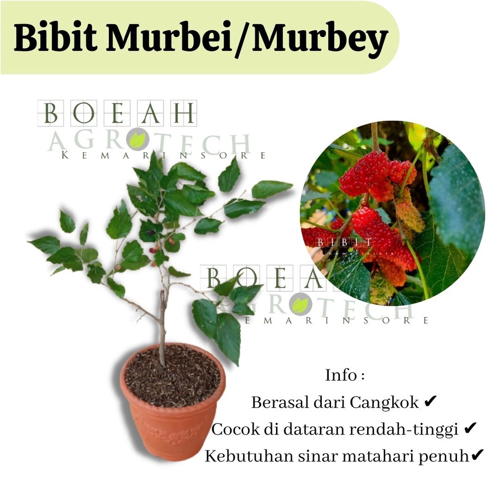 Bibit Tanaman Buah Murbei Jumbo Bibit Mullbery Murbey Kondisi Rimbun Berbuah