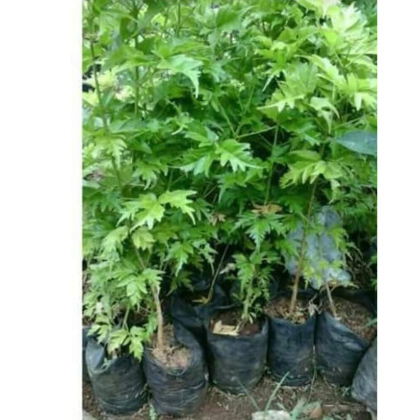 BIBIT TANAMAN POHON CENDANA WANGI NTT