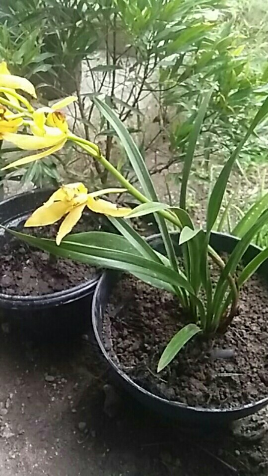 Anggrek Cymbidium Golden Boy