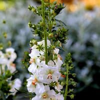 Benih Bibit Biji - Bunga Verbascum Flush of White Flower Seeds - IMPORT