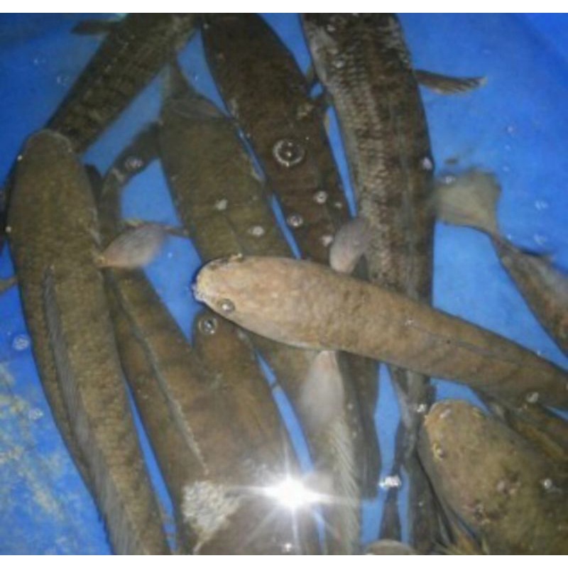 

ikan gabus fresh