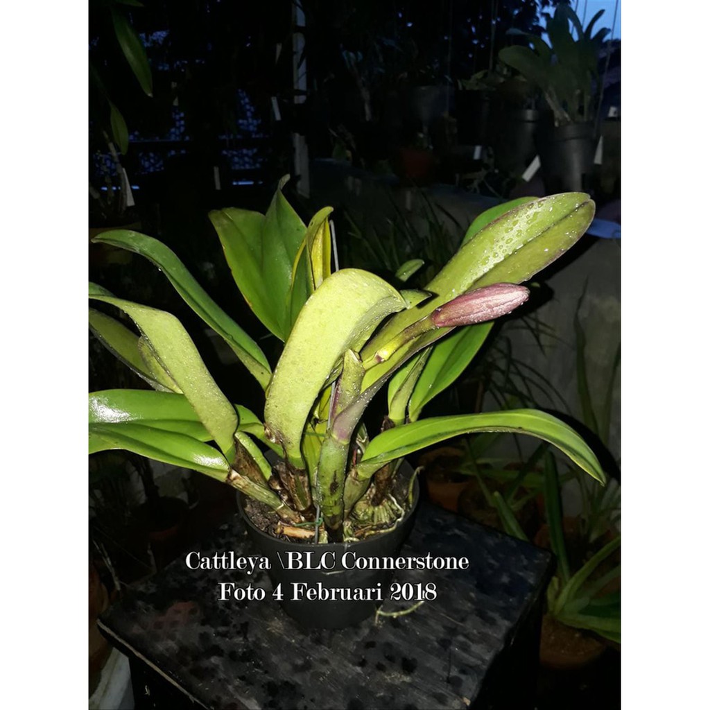 Cattleya Blc Connerstone Limited