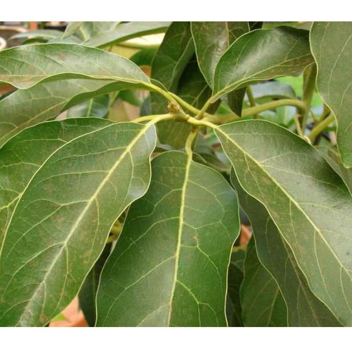 

Daun alpukat segar per 500 gram