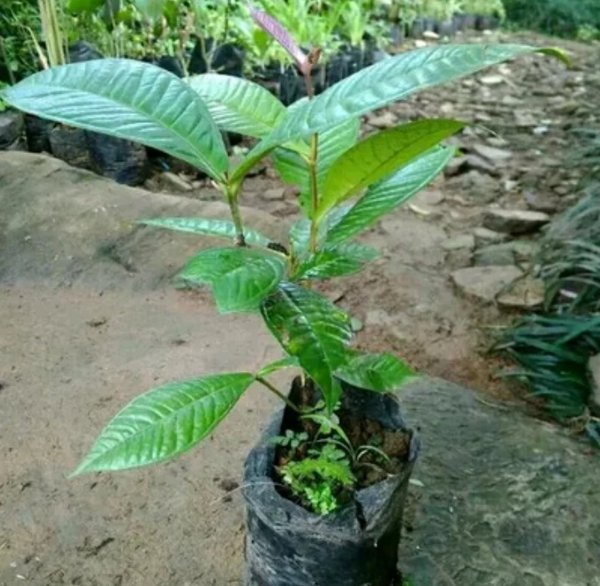 bibit tanaman buah kupa-pohon kupa-gowok-langka berkhasiat untuk obat herbal