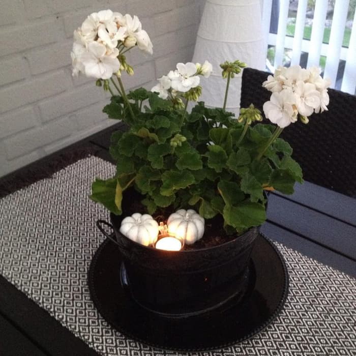 Tanaman Geranium bunga putih / geranium hortorum white