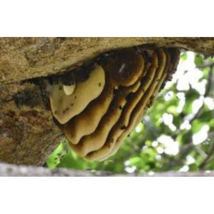 

Jual Madu Curah Madu Putih 1Kg Murah