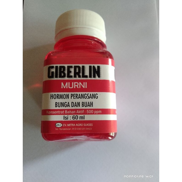 GIBERELIN HORMON PERANGSANG Buah dan Bunga ZPT Giberlin Zpt zpt