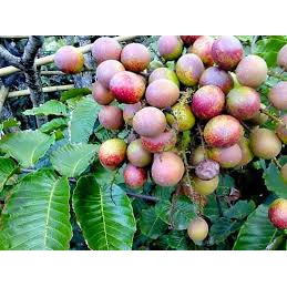 Bibit buah matoa BISA (COD)