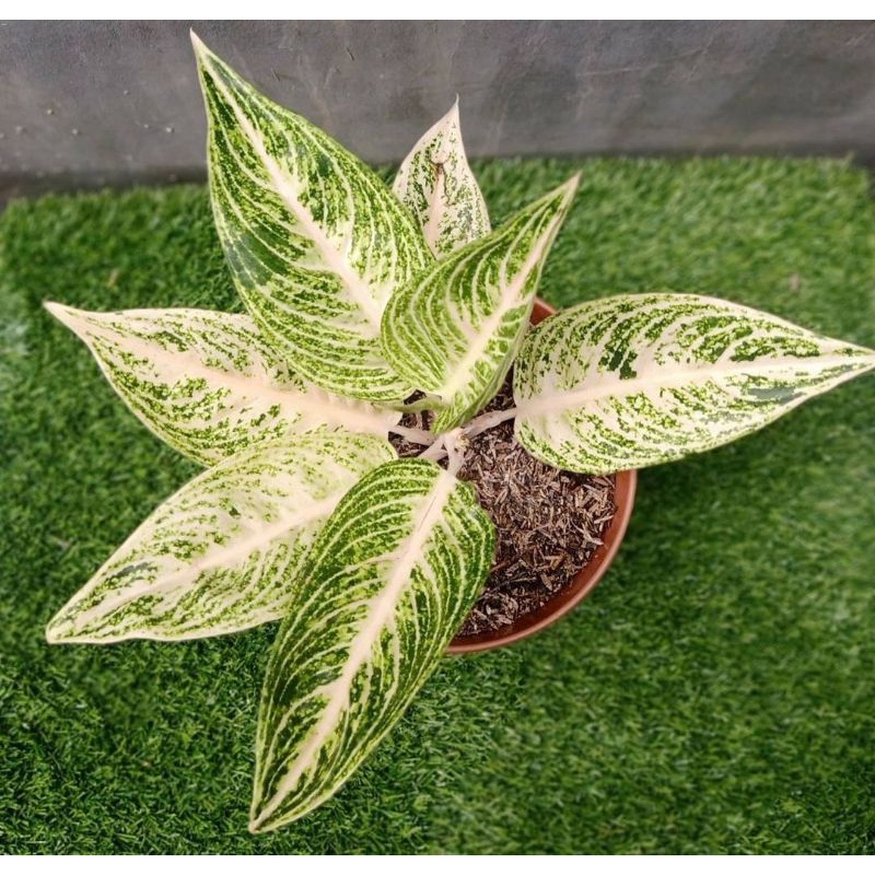 aglonema white legacy baby