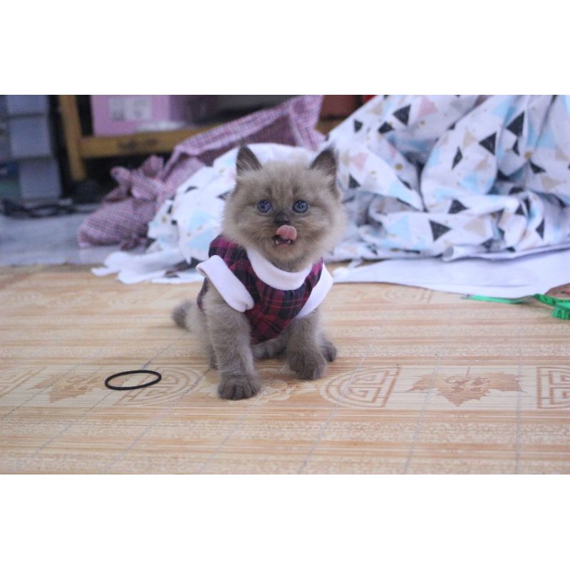 Kaos rumahan kode #1928 lucu untuk kucing dan anjing / baju kucing murah size S M L XL