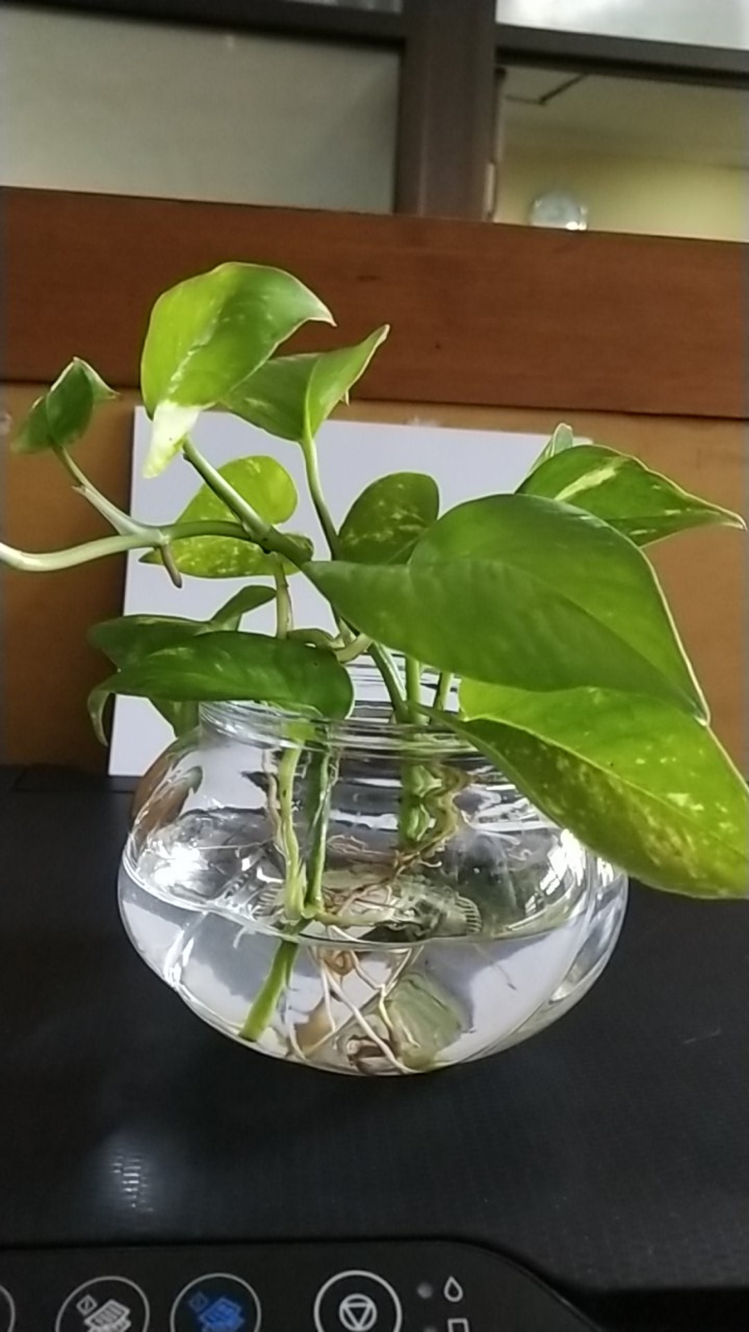 Ikea Viljestark Vas, Kaca Bening 8cm