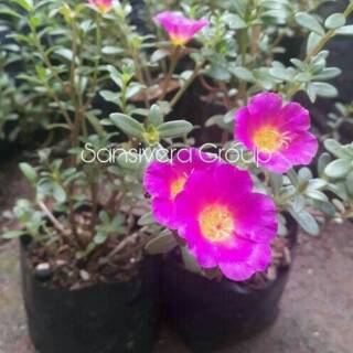 Adenium Arabicum Varigata Grafting Bunga Single Warna 