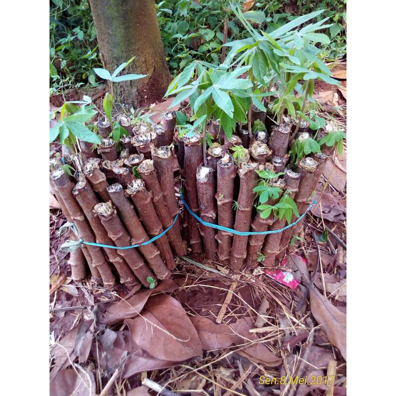 

Bibit singkong coklat | singkong renyah