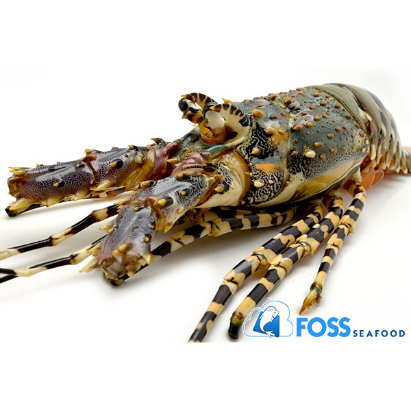 

Foss Seafood Lobster Mutiara Frozen (beku) size 500gr - 1kg