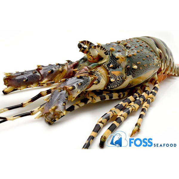 

Foss Seafood Lobster Mutiara Frozen (beku) size 200gr-500gr