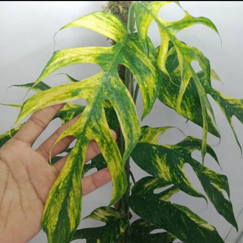 Tanaman hias Epipremnum Kujang kuning - Monstera Epipremnum varigata kuning