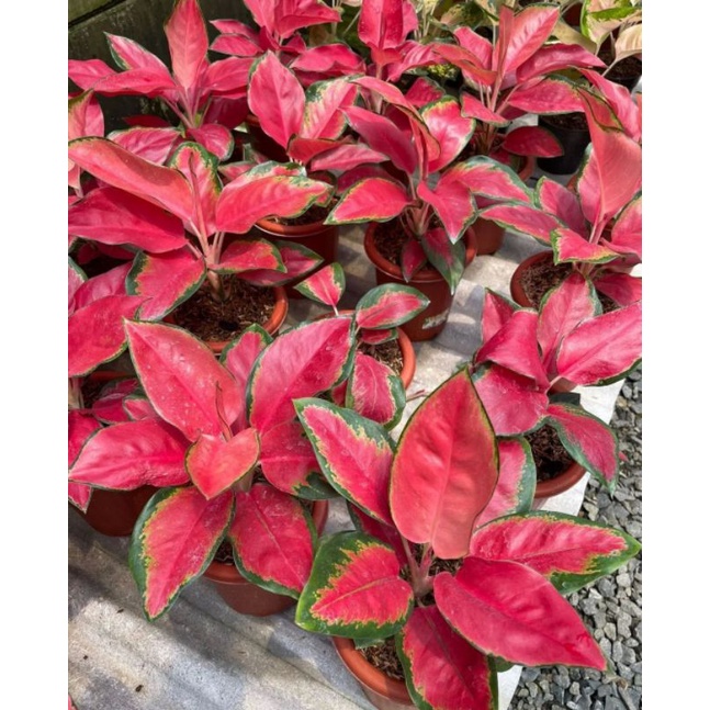 tanaman hias aglonema kochin pink majesty - aglonema kochin pink majesti