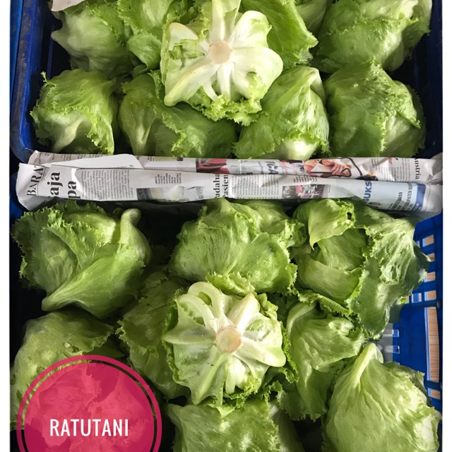 

[5K] selada lettuce head Rp 5ribu sayur