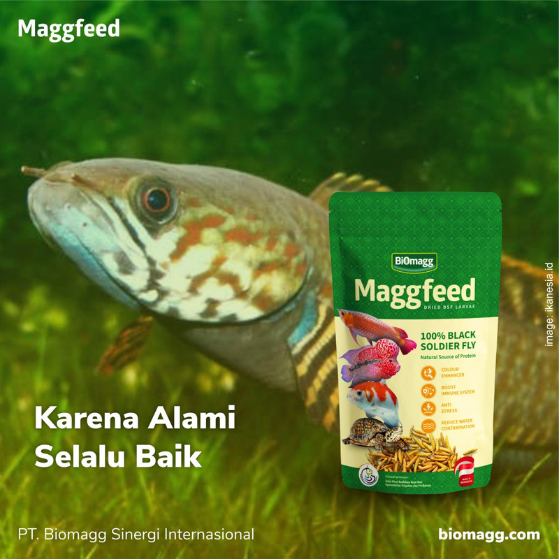 Maggot maggfeed Pakan Ikan Predator / Makanan Ikan Predator