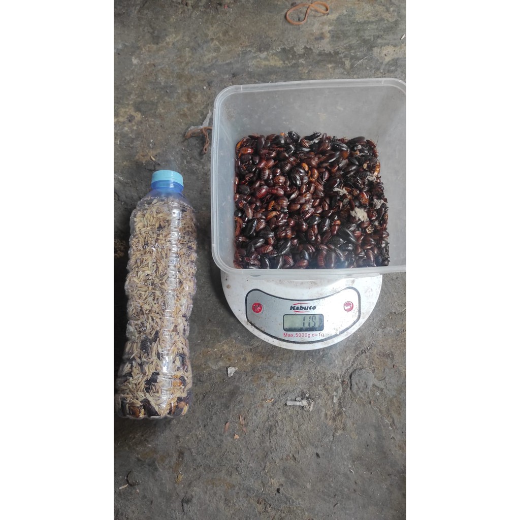 KECOA BATU / CERE MENJE / UMPAN PANCING DAN PAKAN REPTIL 100 gram