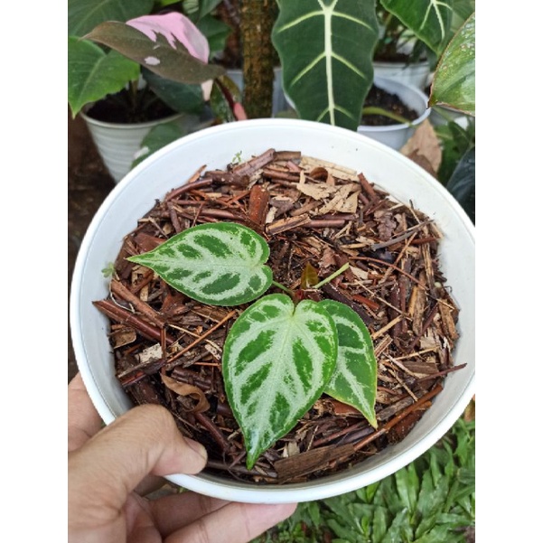 anthurium silver/ anthurium dorayaki