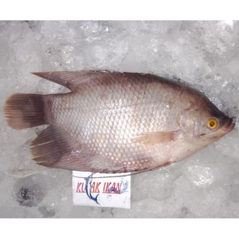 

IKAN GURAME SEGAR /IKAN GURAME 1 KG