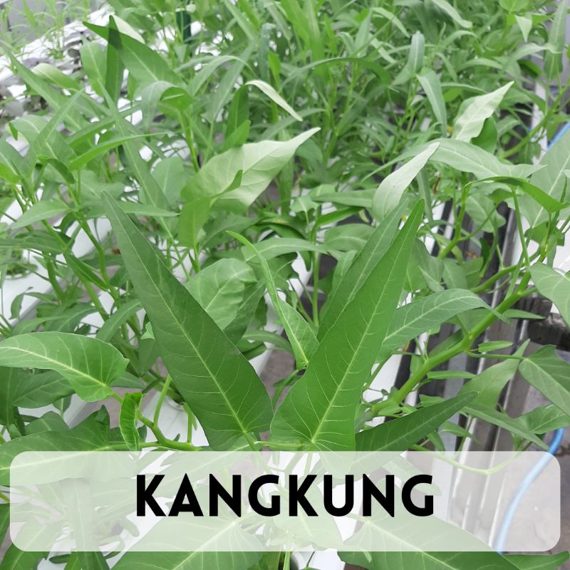 

KANGKUNG SEGAR 250GR SAYUR HIDROPONIK