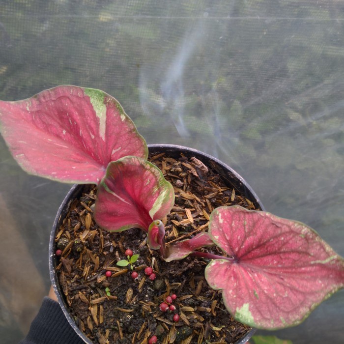 tanaman hias caladium hybrid merah daun ganda ori biji real pict