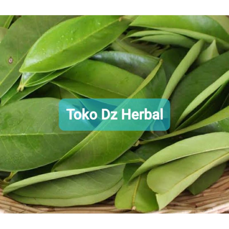 

Paket 1 kg daun sirsak segar langsung petik-az