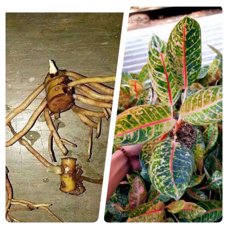 (BISA COD) BONGGOL AGLONEMA DONACARMEN