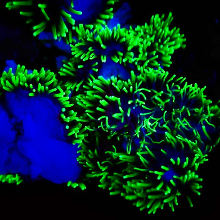 Hot sale anemon clown hanyaq di shopee