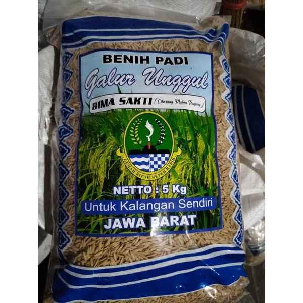 BENIH BIMA SAKTI Ciherang Malay Panjang 5 kg