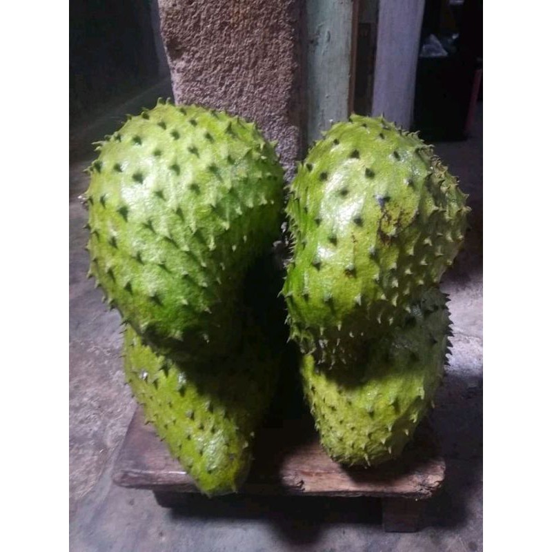 

BUAH SIRSAK MATENG POHON MANIS SEGAR 1 KG