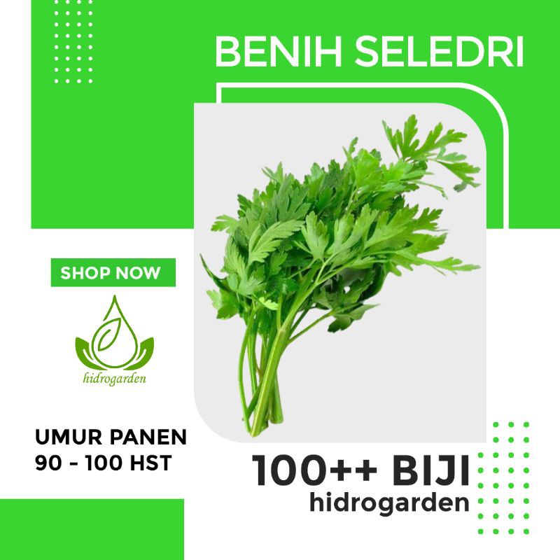 Benih Seledri Amigo