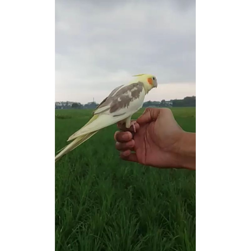 Parkit Australia Falk Jinak Skill Free Fly