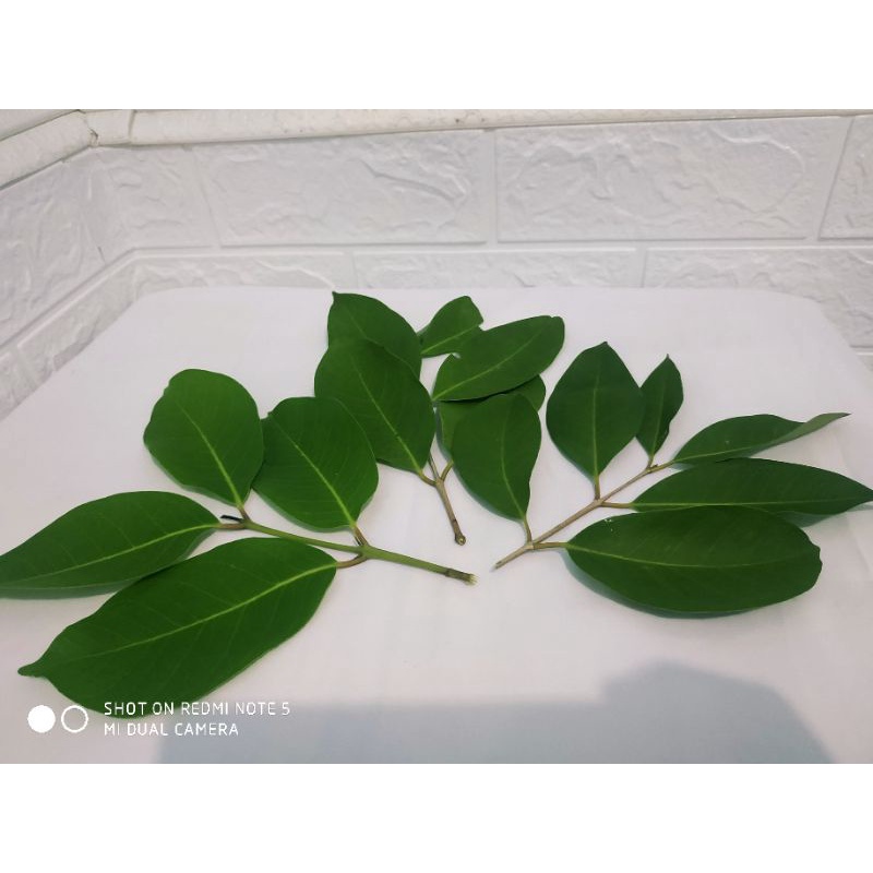 

Daun Salam Segar