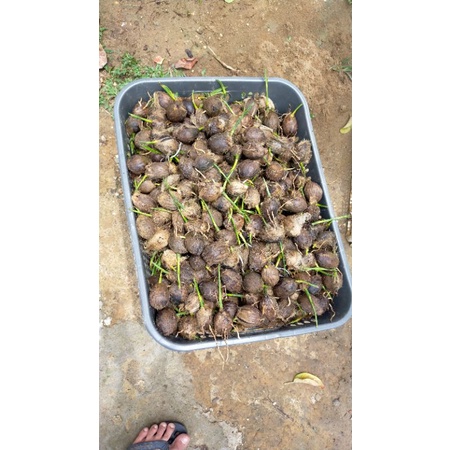 bibit kecambah,biji tua, pinang betara varietas unggul