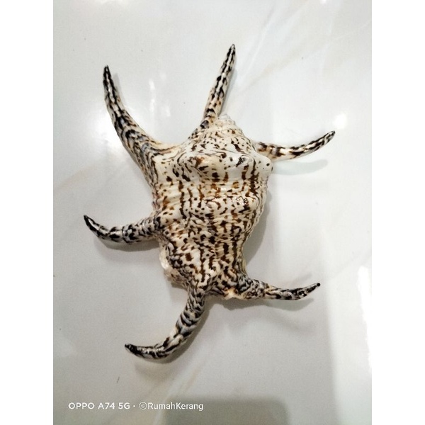 CANGKANG KERANG HARPAGO