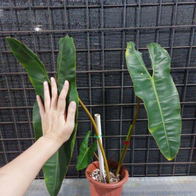 Philodendron Billietiae