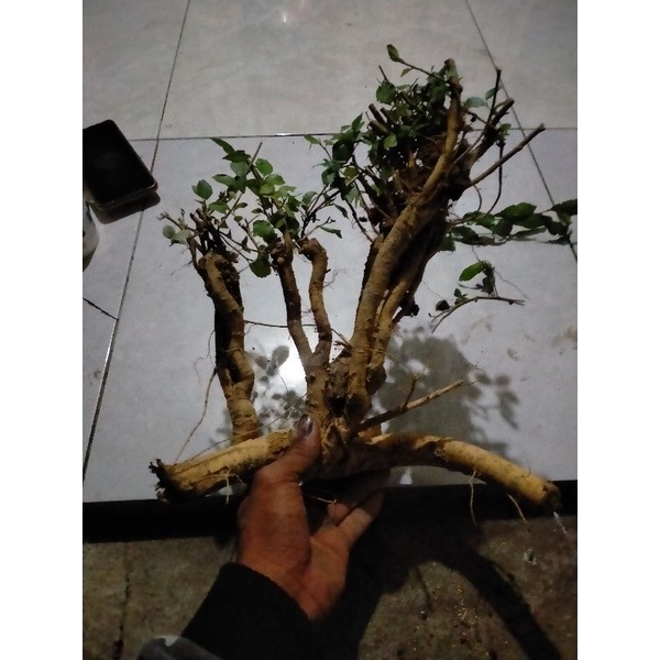BONSAI SERUT RAFF SMALL 12k