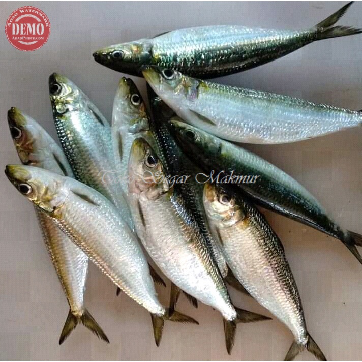 Ikan Sarden Segar 1Kg Ikan Sarden 1Kg Sardines Fish Seafood Ikan Laut Ikan Segar