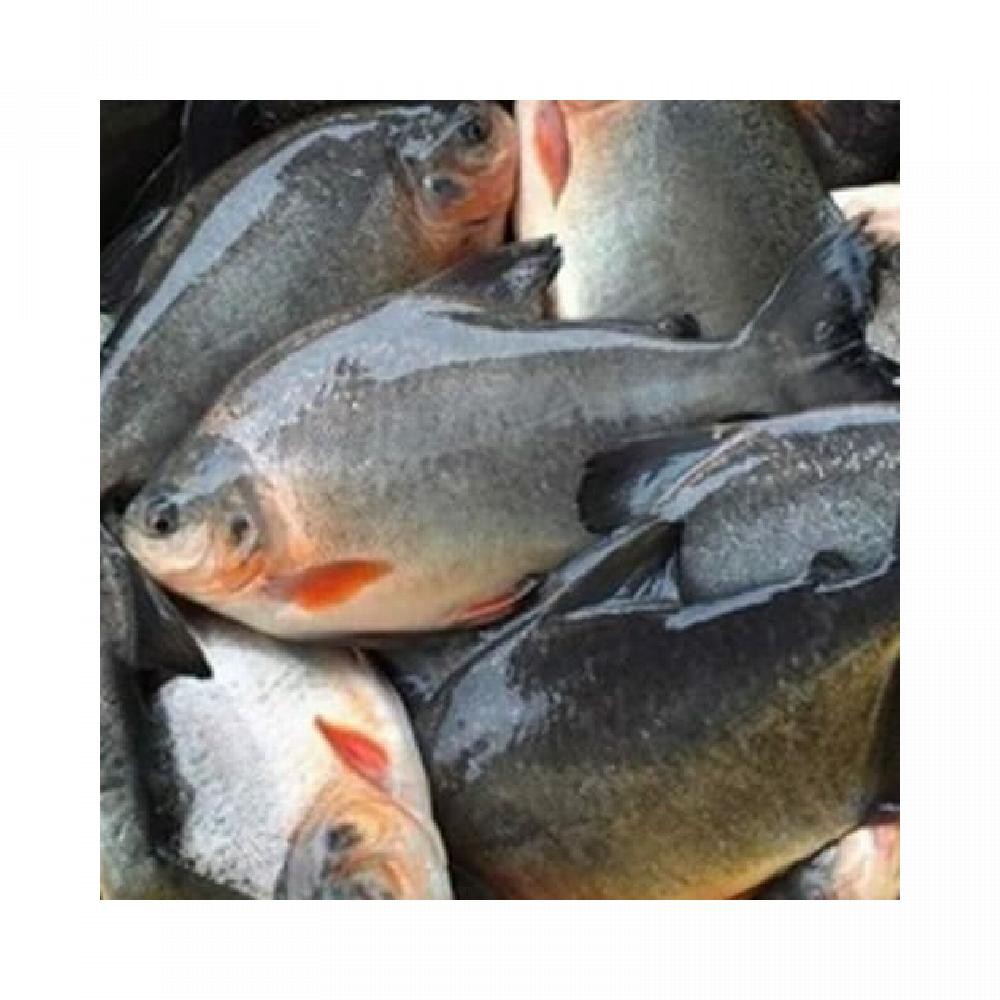 

IKAN BAWAR TAWAR SEHAT & HIGEINIS