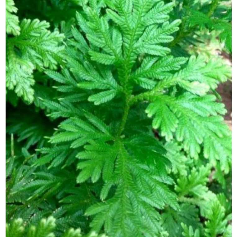 

Daun Cakar Ayam Segar 1Kg