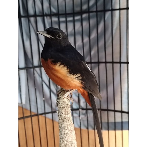 murai batu ternak pastol/remaja