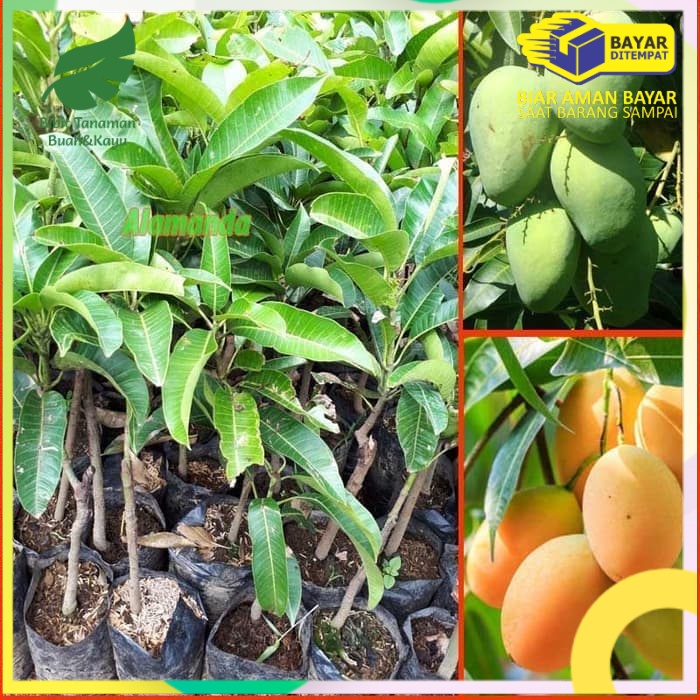 Bibit Tanaman Mangga Madu Anggur