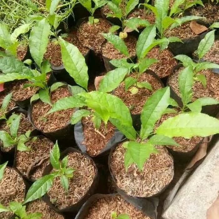 PROMO! tanaman hias tabebuya bunga ungu - bibit tabebuya - tanaman tabebuya