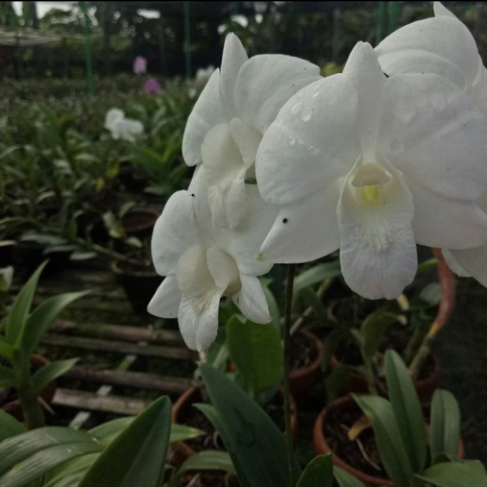 Pohon anggrek hidup - tanaman hias anggrek dendrobium (bunga putih)
