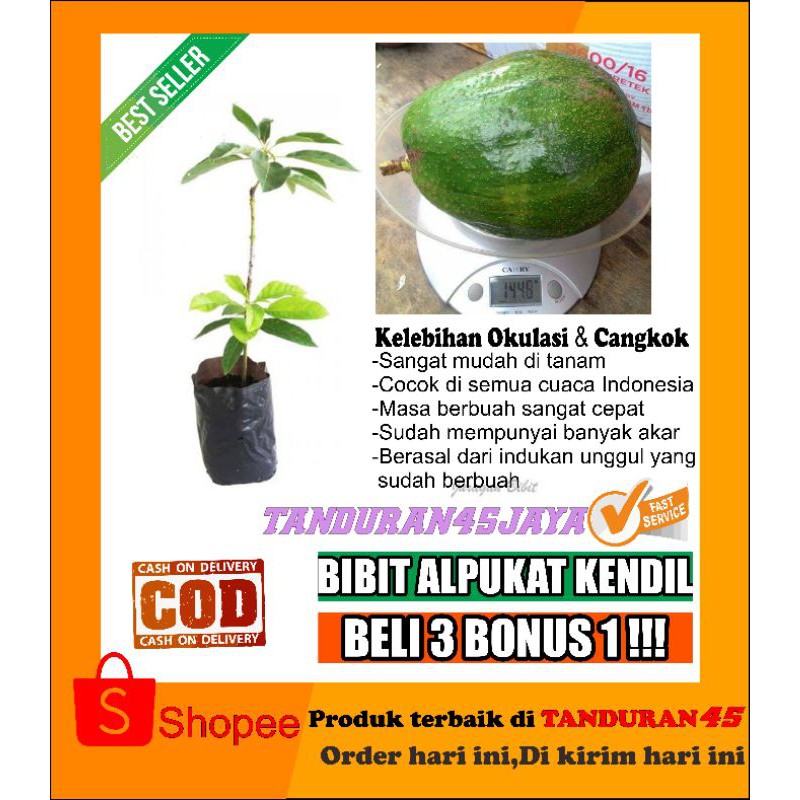 Bibit Alpukat kendil 70 cm/bibit alpukat kendil/bibit alpukat